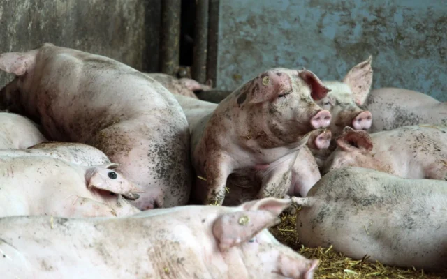 Porci domestici într-un adăpost de fermă